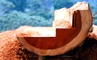 Industrie du bois LPO France